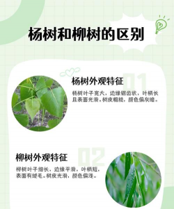 提高意杨栽植成活率六要点