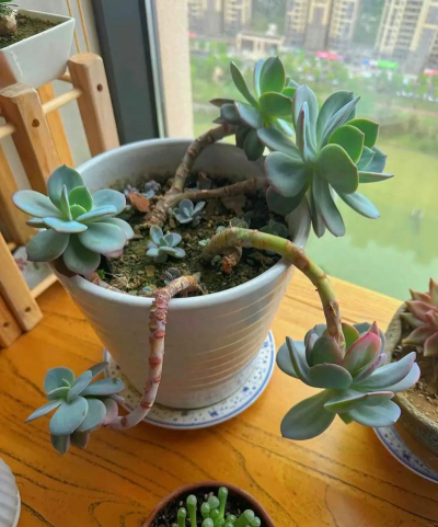 家庭养花用生根粉