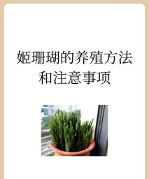 姬珊瑚长的高扁怎么办