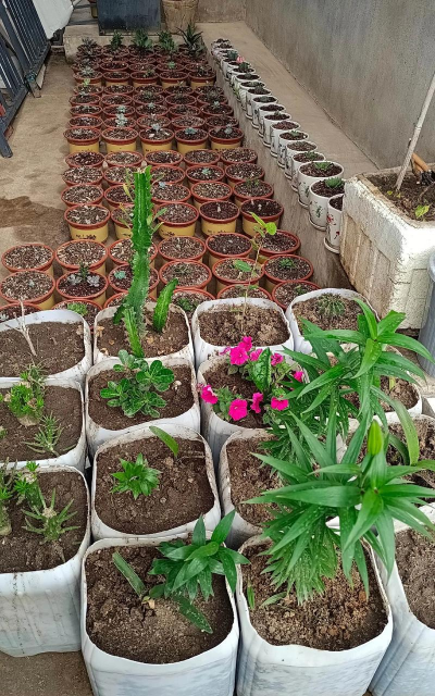 家庭养花用生根粉