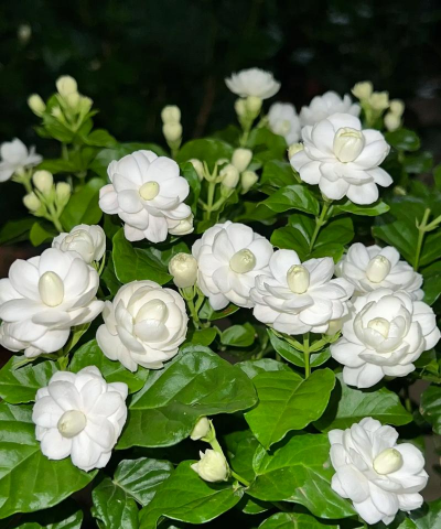 尖叶的花什么什么花