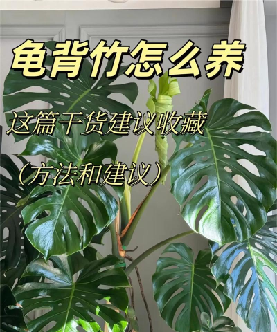 龟背竹怎么样需要换盆