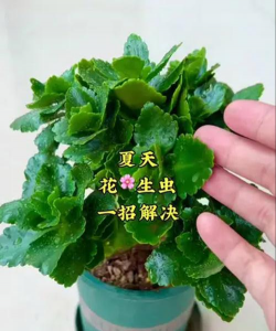 家庭养花用生根粉