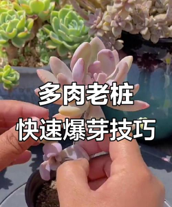 家庭养花用生根粉