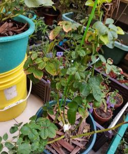 家庭养花用生根粉