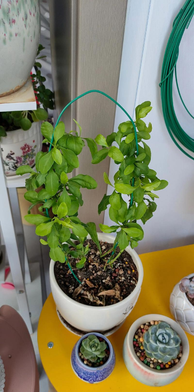 家庭养花用生根粉