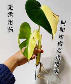 家庭养花用生根粉