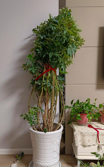 家庭养花用生根粉