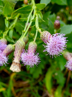 藿香蓟属于什么科什么属