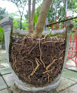 家庭养花用生根粉