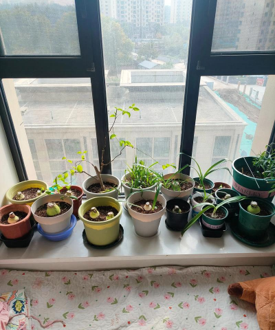 家庭养花用生根粉