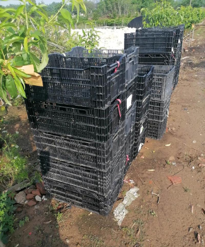 家庭养花用生根粉