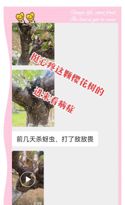 樱花树叶片药害怎么办