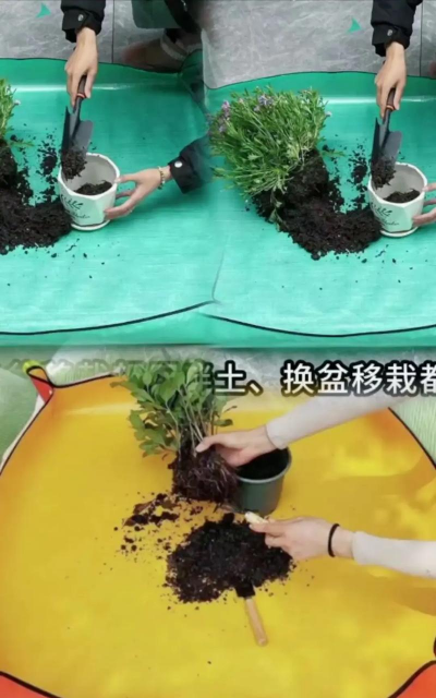 家庭养花用生根粉