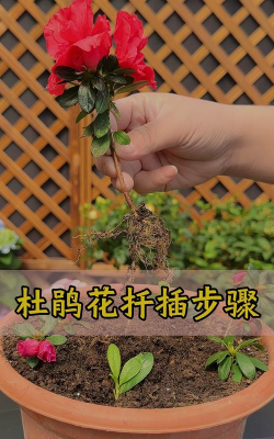 家庭养花用生根粉