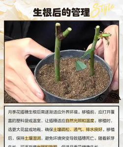 家庭养花用生根粉