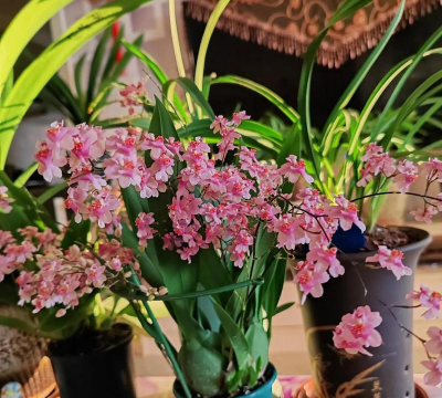 家庭养花用生根粉