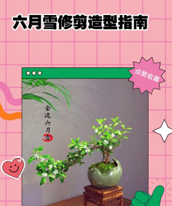 六月雪怎么弄造型