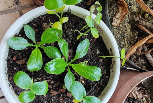 百里香怎么发出新芽