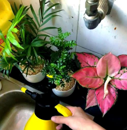 家庭养花用生根粉