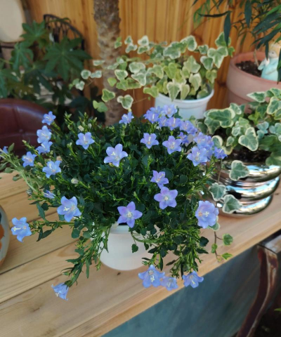 家庭养花用生根粉