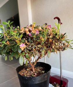 家庭养花用生根粉