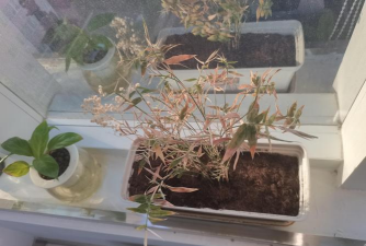 家庭养花用生根粉