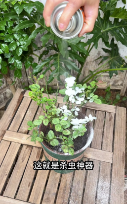 家庭养花用生根粉