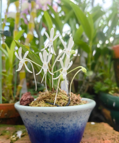 家庭养花用生根粉