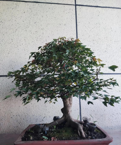 三角枫怎么长的快