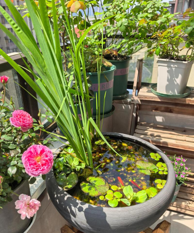 家庭养花用生根粉