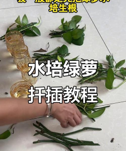 绿萝水培转土培怎么剪根