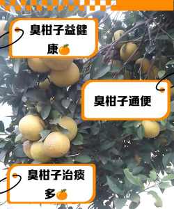 橘子树结的橘子酸怎么办