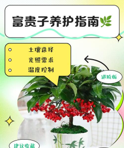 富贵子如何养护