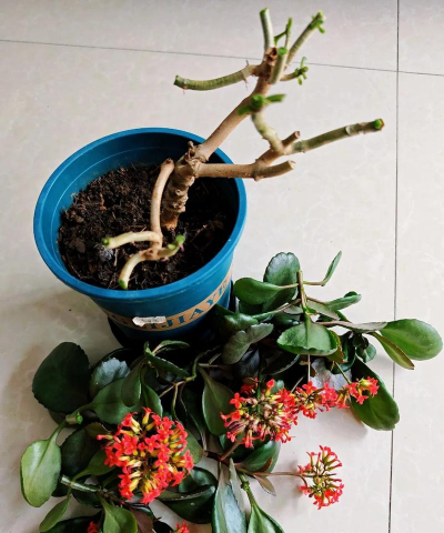 家庭养花用生根粉