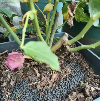 家庭养花用生根粉