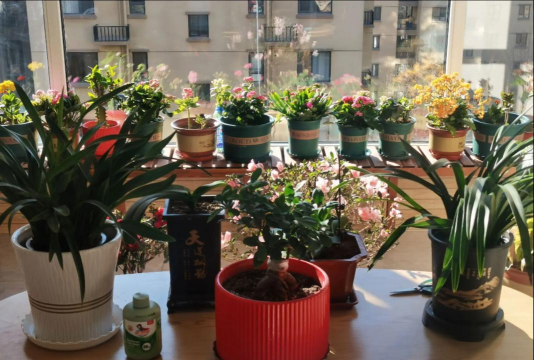 家庭养花用生根粉