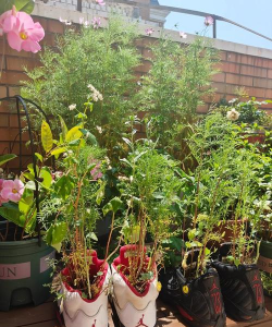 家庭养花用生根粉