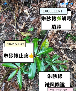 朱砂根的果子怎么做药