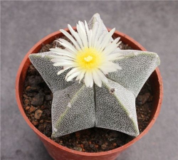 多肉植物五角星怎么