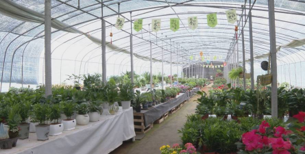 家庭养花用生根粉