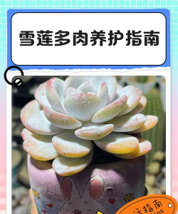 多肉雪莲叶子断了怎么办