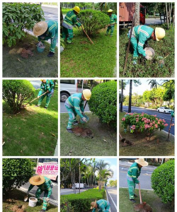 大马路上的树怎么浇水