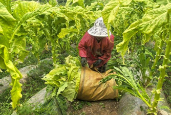 成熟烟叶的外观特征怎样如何做好采收工作 成熟烟叶的外观特征怎样如何做好采收工作