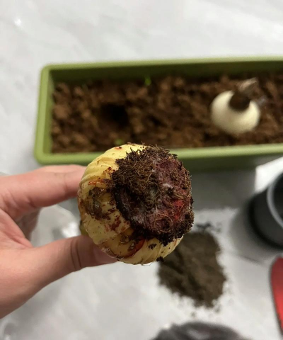 家庭养花用生根粉