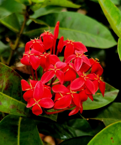 龙船花什么科什么属