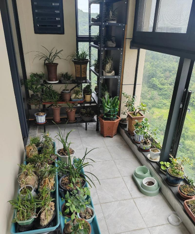 家庭养花用生根粉