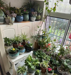 家庭养花用生根粉