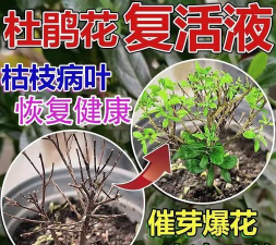 杜鹃花夏季黑叶怎么办