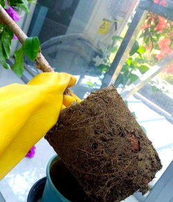 家庭养花用生根粉